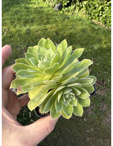 Aeonium Greenovia hybride