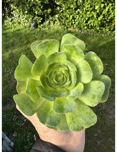 Aeonium Greenovia hybride