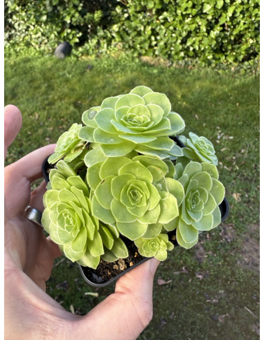 Aeonium Greenovia hybride