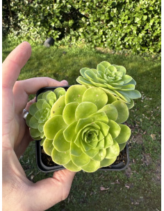 Aeonium Greenovia hybride