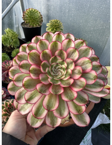 Aeonium White Moonlight 22cm