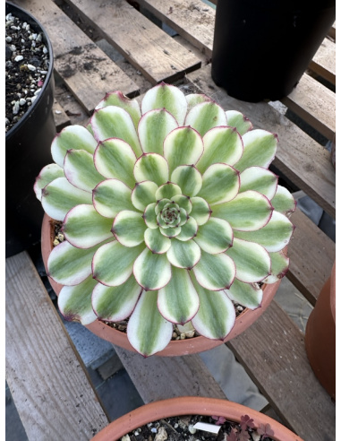 Aeonium Meya