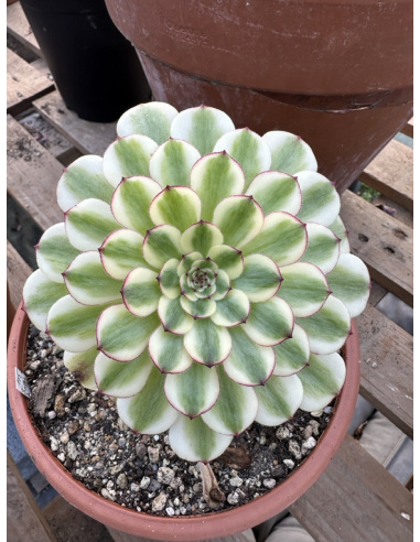 Aeonium Meya