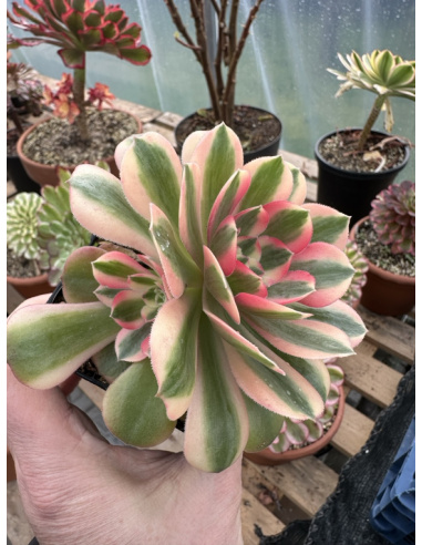 Aeonium Princess avec rejet