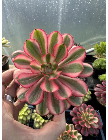 Aeonium Lina