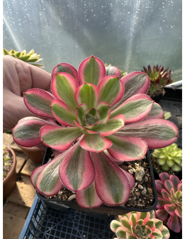 Aeonium Lina