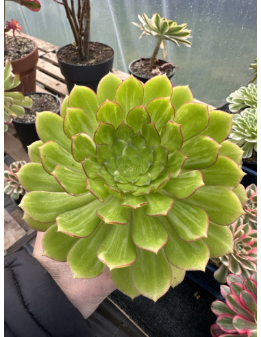 Aeonium Red edge variegata