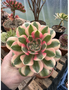 Aeonium Princess