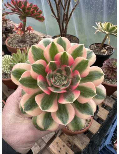 Aeonium Princess