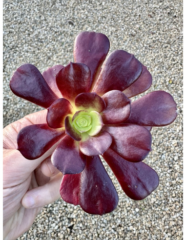 Aeonium 'magasin rouge' bouture