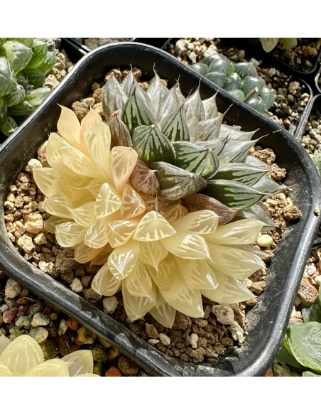 Haworthia Cooperi Hybride variegata