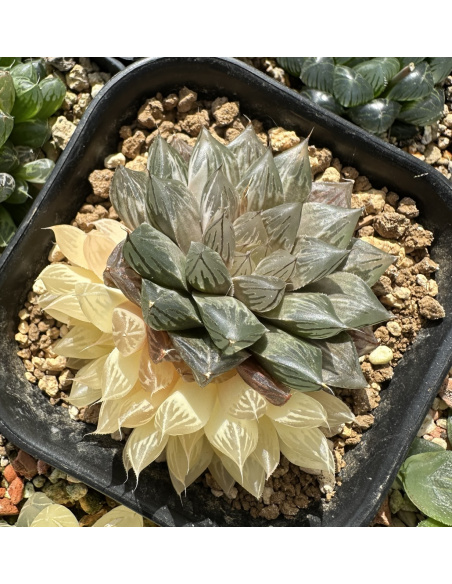 Haworthia Cooperi Hybride variegata