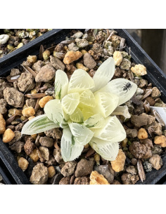 Haworthia Cooperi Hybride variegata
