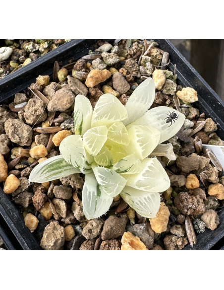 Haworthia Cooperi Hybride variegata