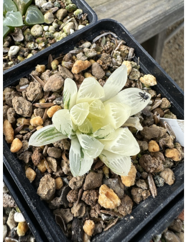 Haworthia Cooperi Hybride variegata