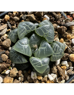 Haworthia 'shoun bayeri'