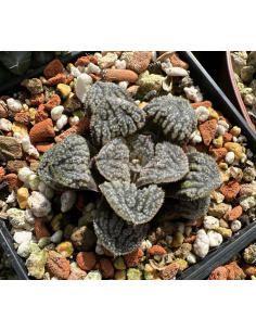 Haworthia Mordor hybride