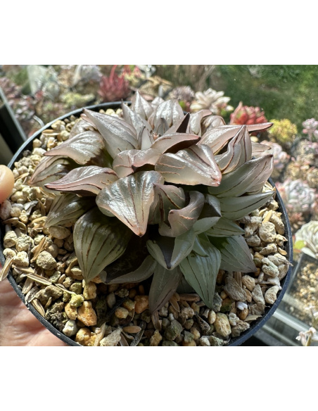 Haworthia Atrofusca Watermelon
