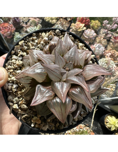 Haworthia Atrofusca Watermelon