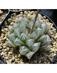 Haworthia Obtusa 'Suisho'