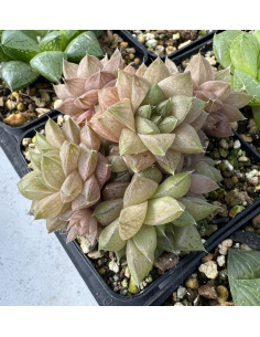 Haworthia cluster 'japan'