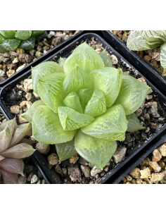 Haworthia hybride 004