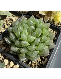 Haworthia Cooperi hybride