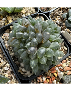 Haworthia Cooperi hybride cluster