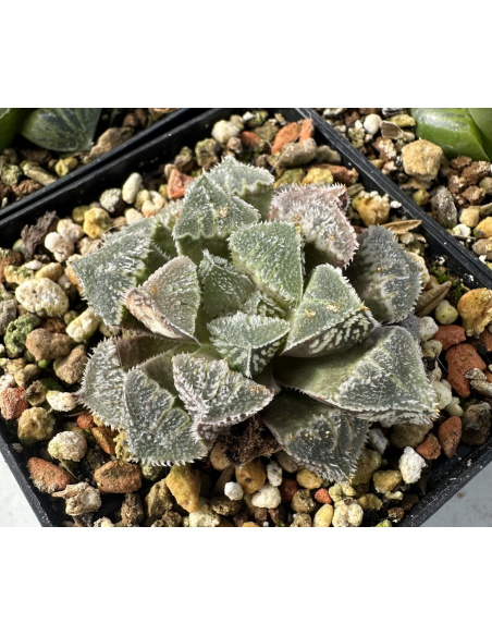 Lot 1 de 5 Haworthias