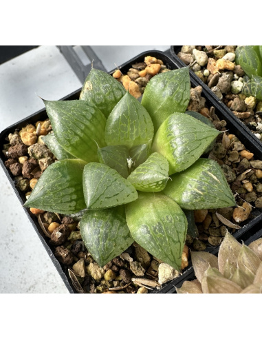 Lot 1 de 5 Haworthias