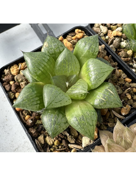Lot 1 de 5 Haworthias