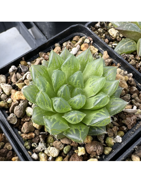 Lot 1 de 5 Haworthias