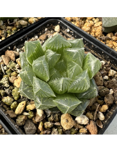 Lot 1 de 5 Haworthias