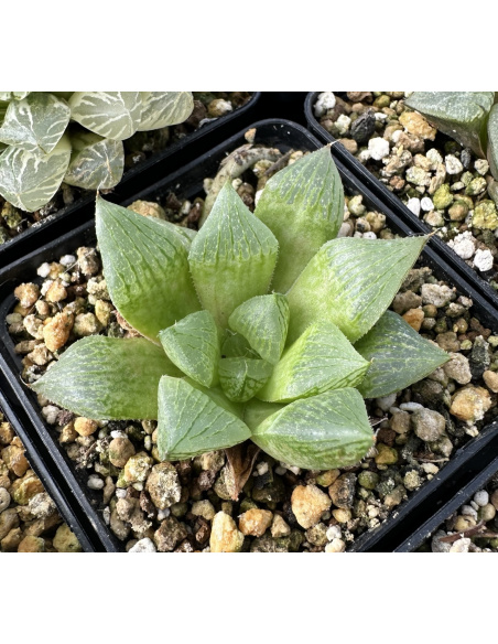 Lot 1 de 5 Haworthias