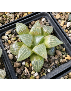Lot 2 de 5 Haworthias