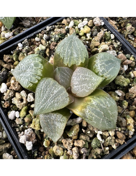 Lot 2 de 5 Haworthias