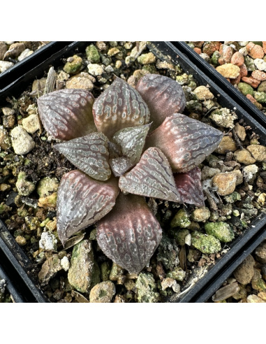 Lot 2 de 5 Haworthias