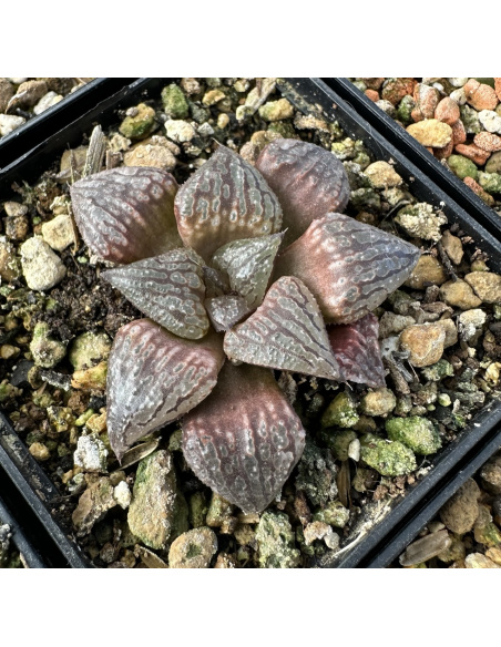 Lot 2 de 5 Haworthias