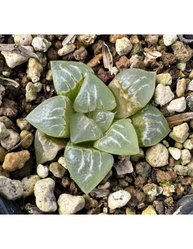 Lot 2 de 5 Haworthias