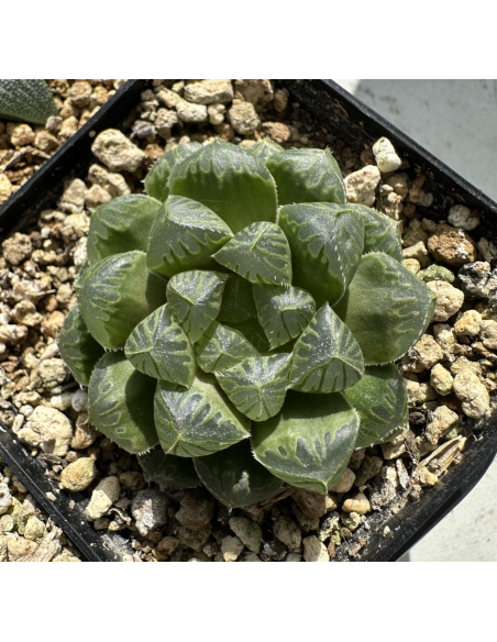 Lot 4 de 5 Haworthias Hybrides