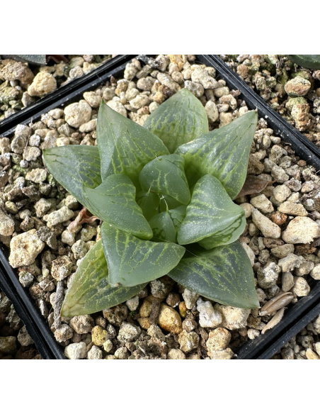 Lot 4 de 5 Haworthias Hybrides