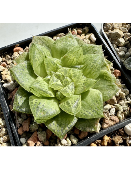 Lot 4 de 5 Haworthias Hybrides