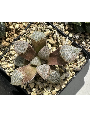 Lot 4 de 5 Haworthias Hybrides