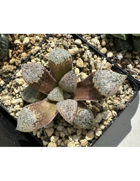 Lot 4 de 5 Haworthias Hybrides