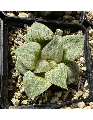 Lot 4 de 5 Haworthias Hybrides