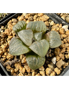 Lot 5 de 5 Haworthias Hybrides