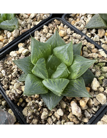 Lot 5 de 5 Haworthias Hybrides