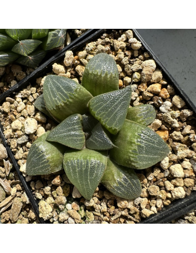 Lot 5 de 5 Haworthias Hybrides