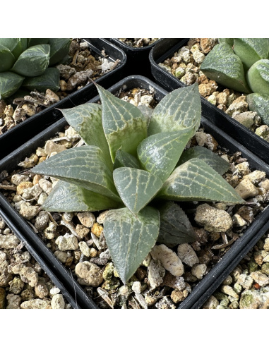 Lot 5 de 5 Haworthias Hybrides