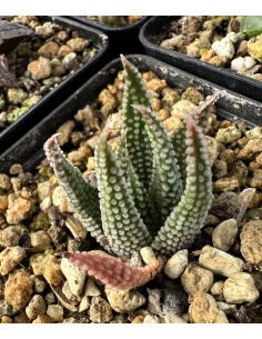 Tulista 'Opalina'